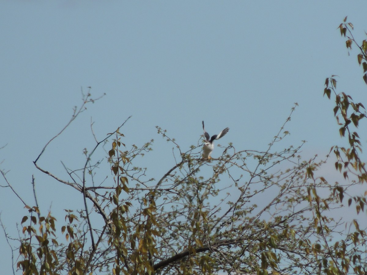 White-tailed Kite - ML95609341