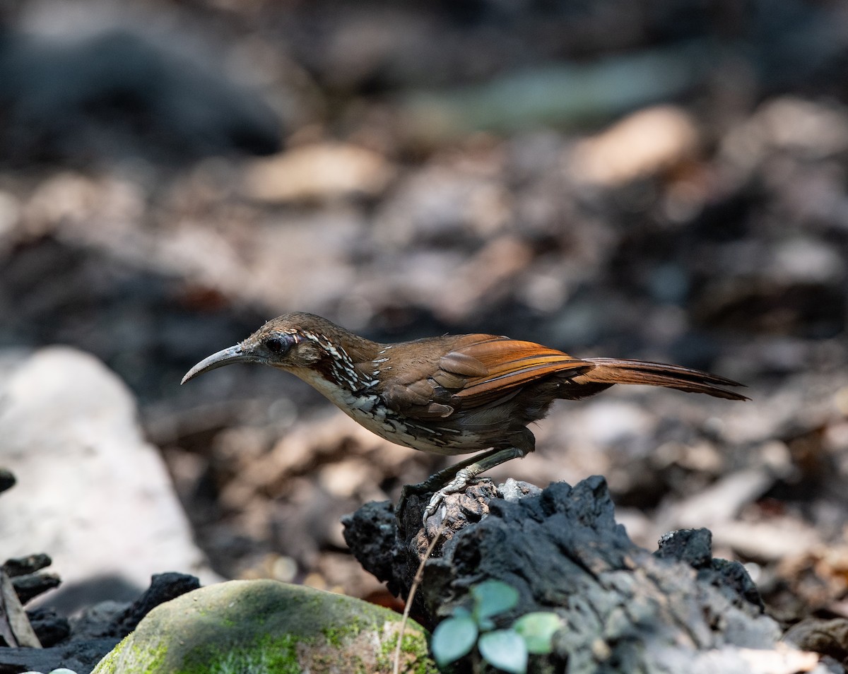 Large Scimitar-Babbler - ML95609401