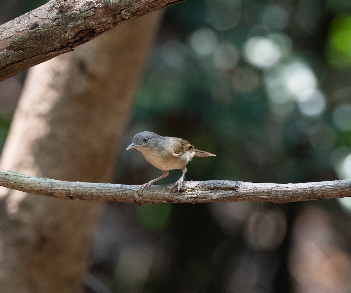 Brown-cheeked Fulvetta - ML95609471