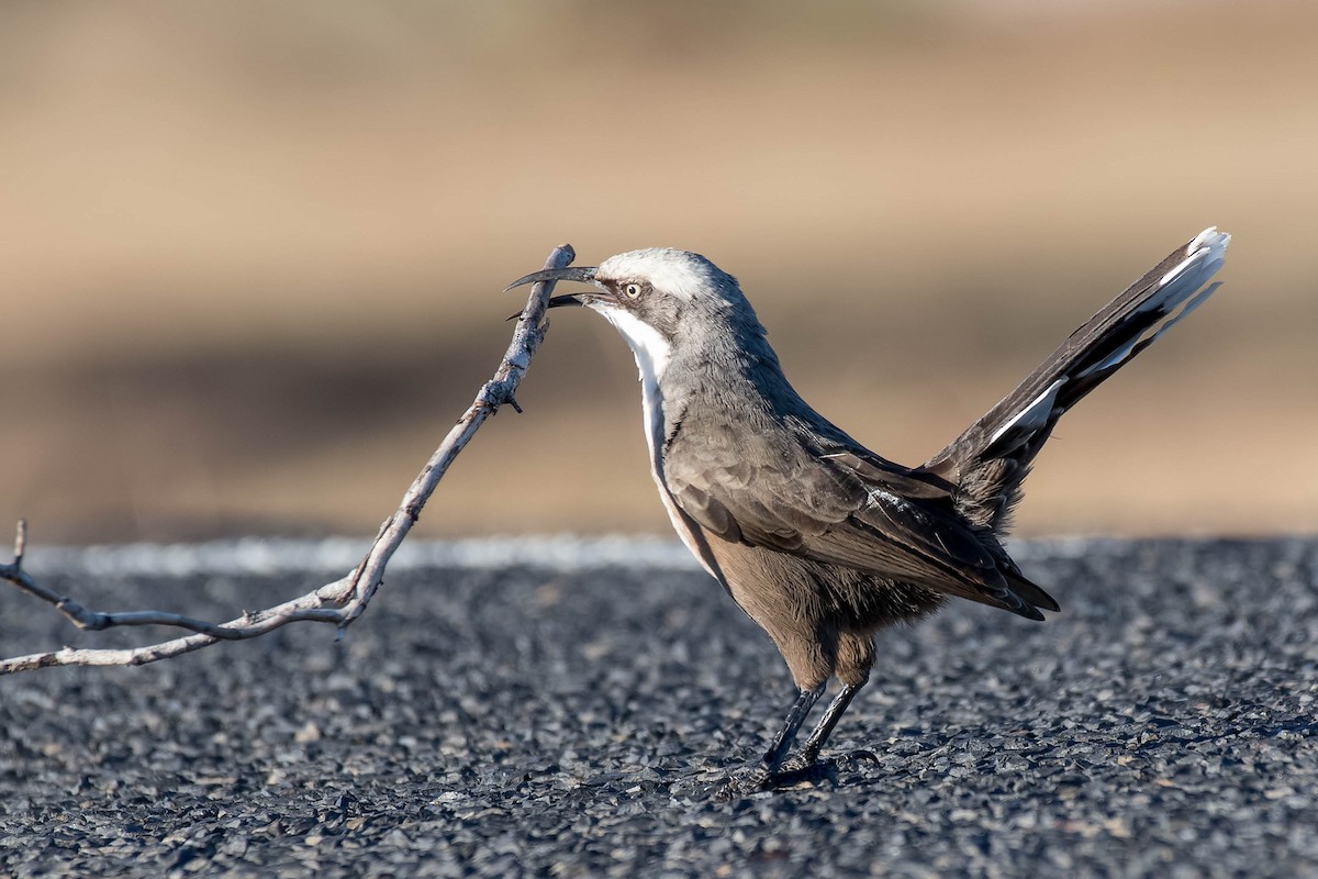 Gray-crowned Babbler - ML95609511