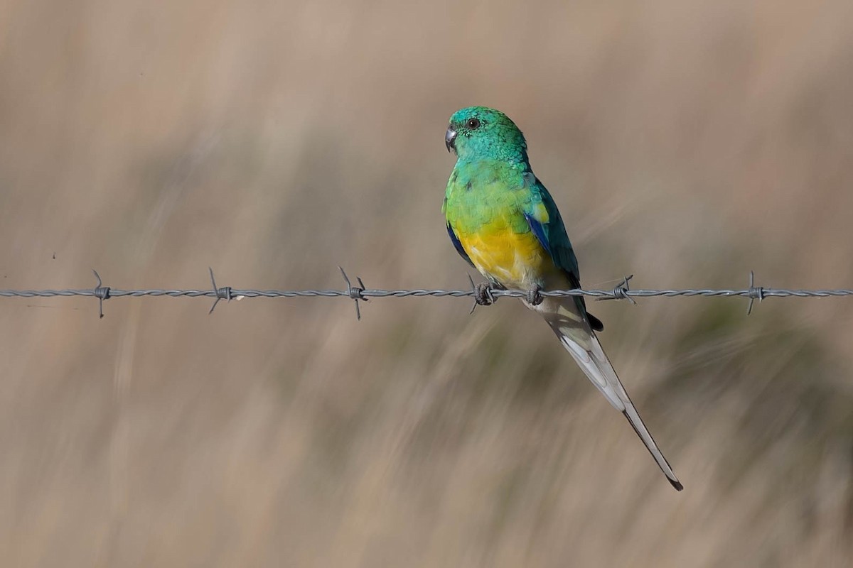 Red-rumped Parrot - ML95609751