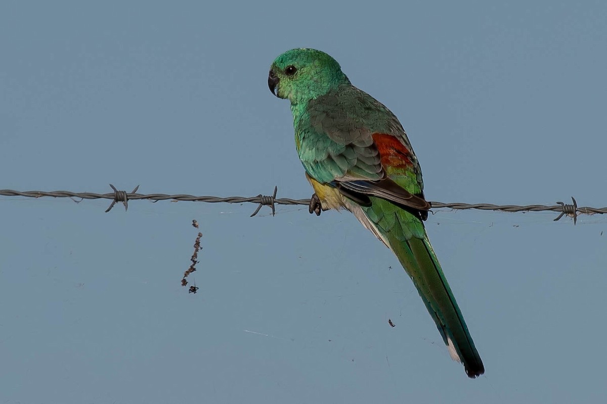 Red-rumped Parrot - ML95609771
