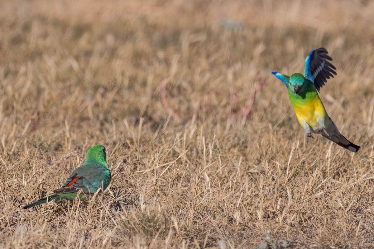 Red-rumped Parrot - ML95609781