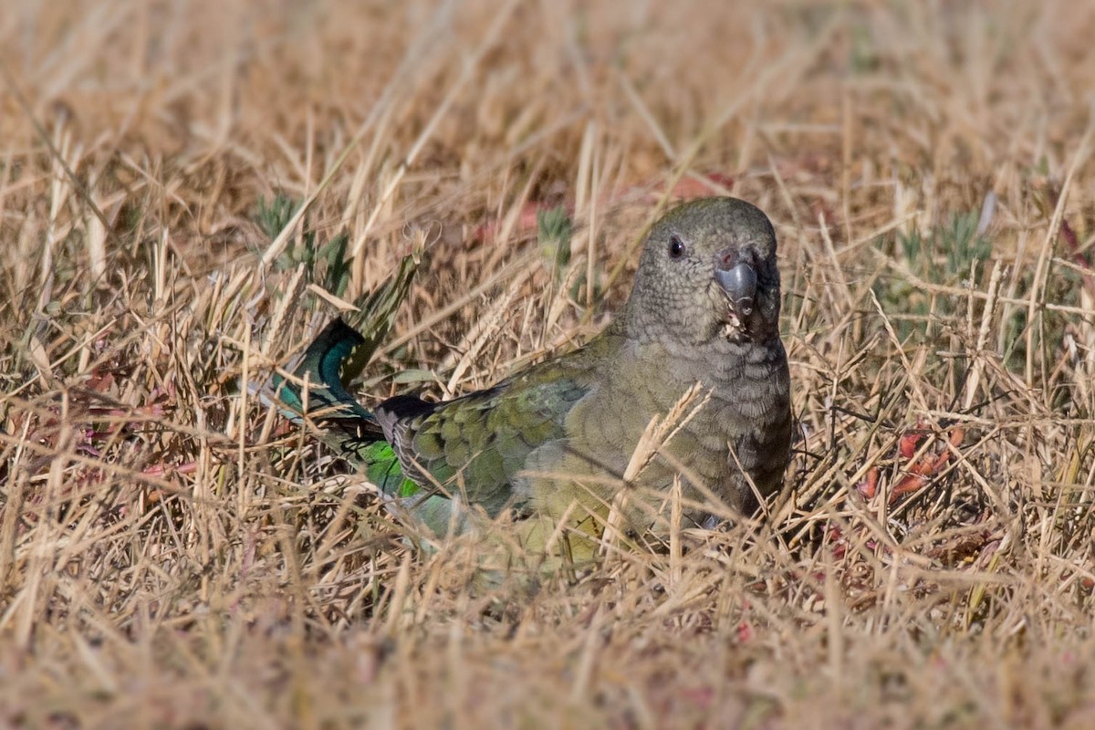 Red-rumped Parrot - ML95609791