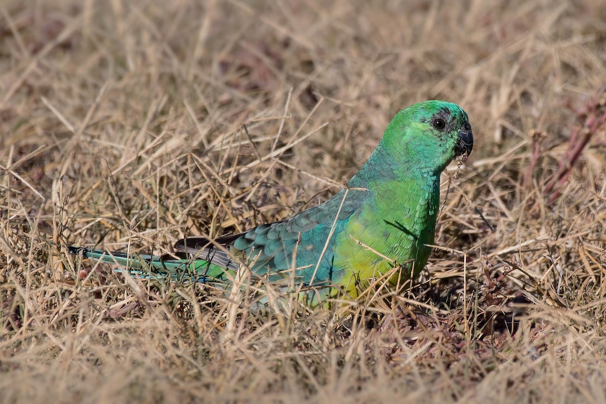 Red-rumped Parrot - ML95609841