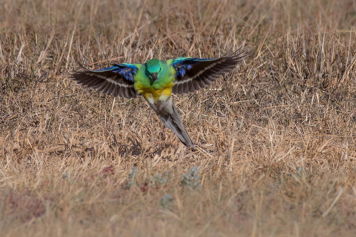 Red-rumped Parrot - ML95609851