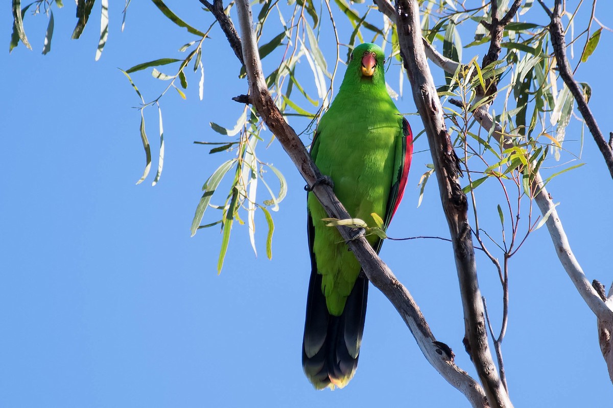Red-winged Parrot - ML95609881