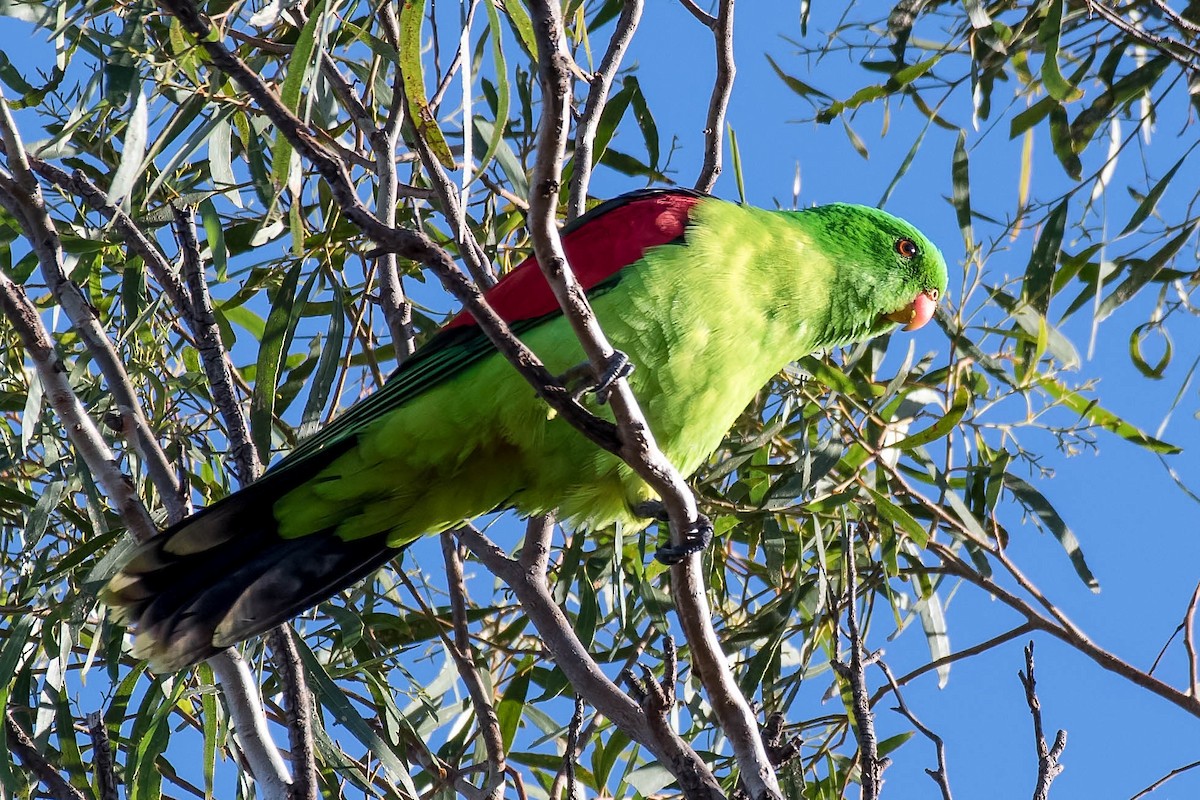 Red-winged Parrot - ML95609901