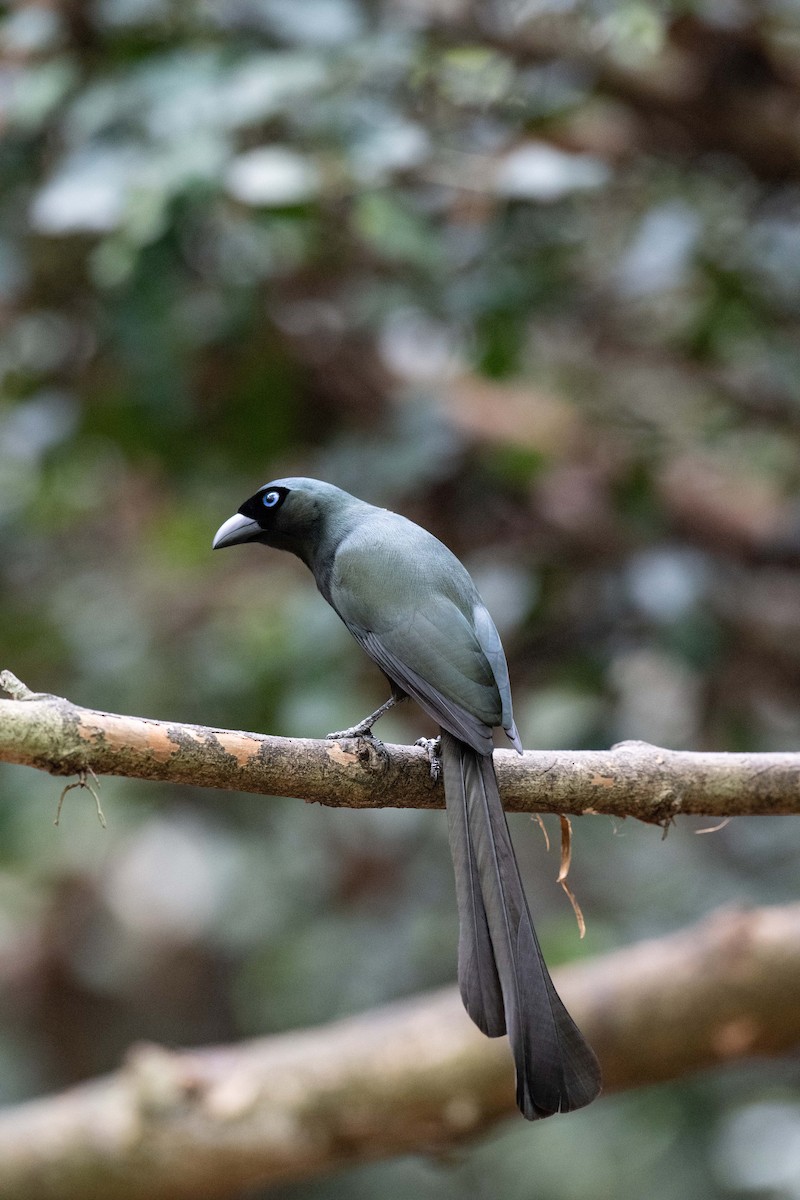 Racket-tailed Treepie - ML95611111