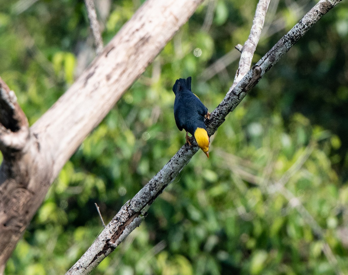 Golden-crested Myna - ML95611601