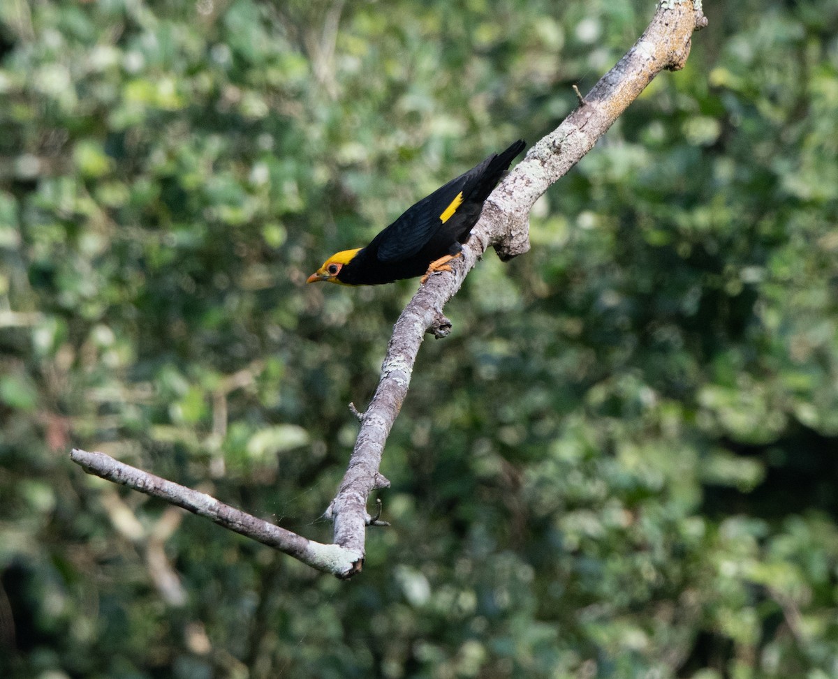 Golden-crested Myna - jimmy Yao