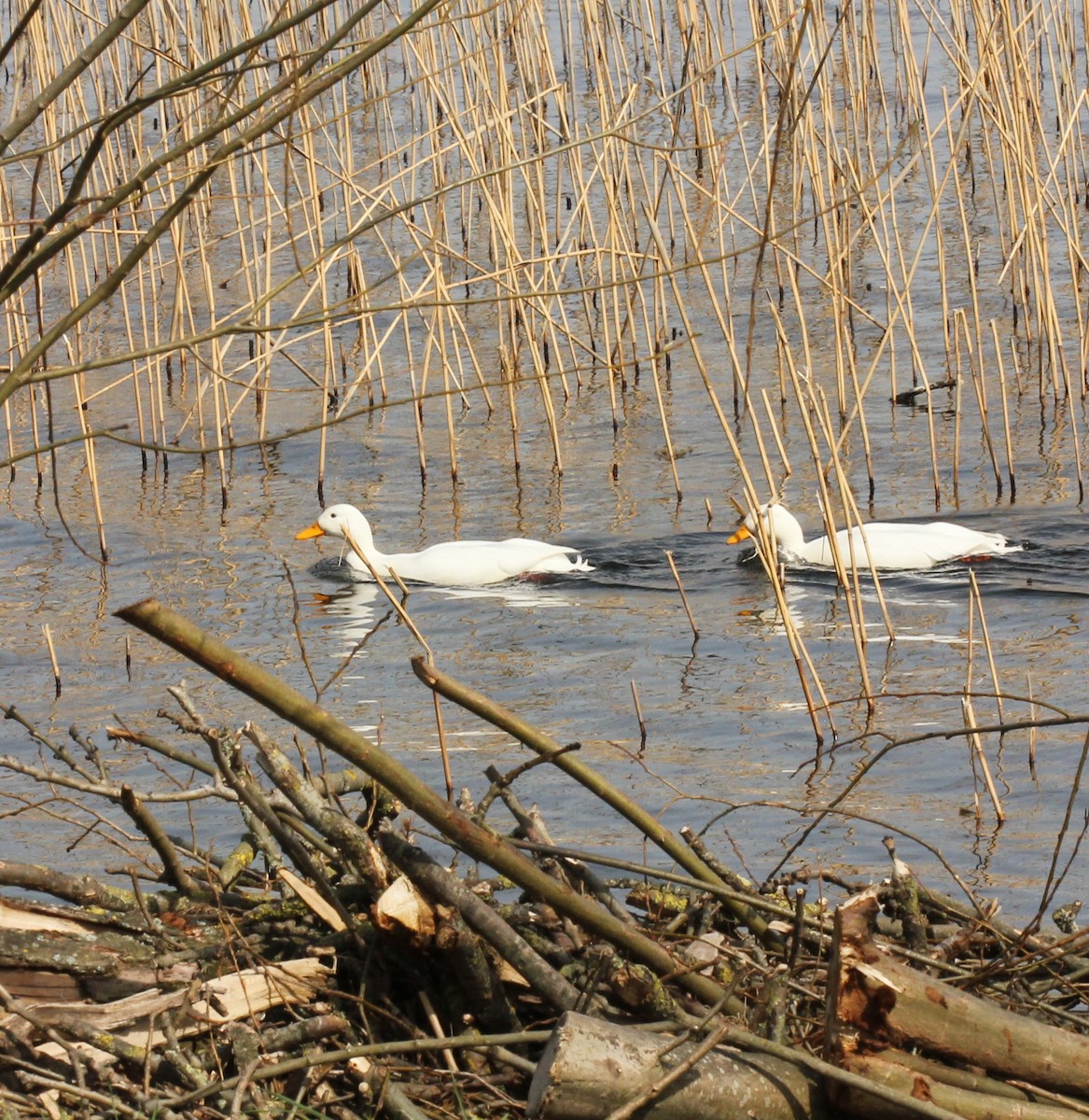 Mallard - ML95612231