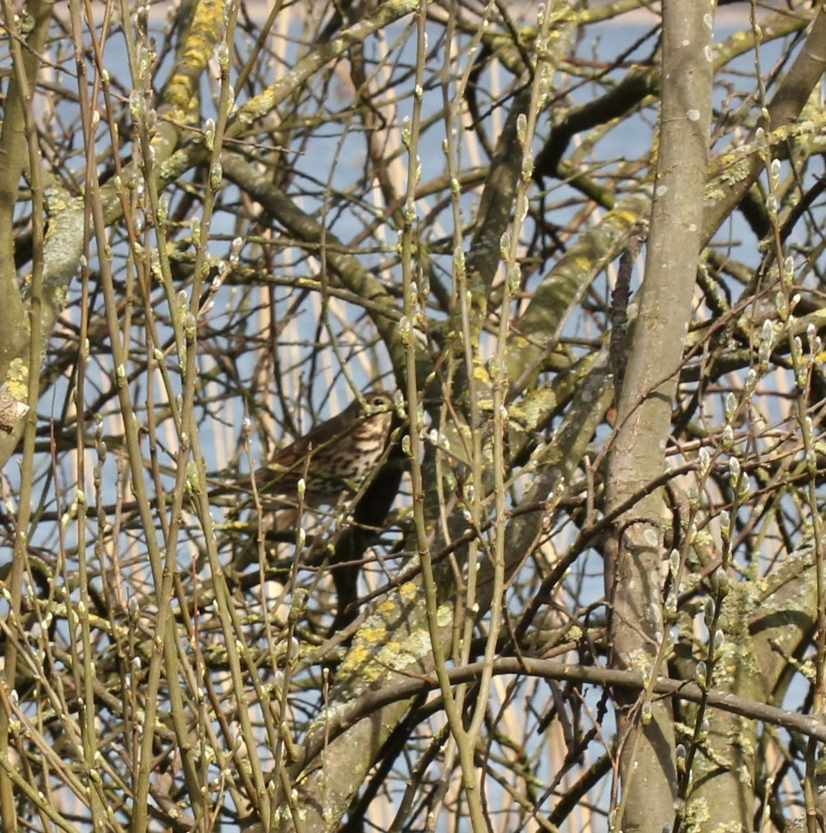 Song Thrush - ML95612291