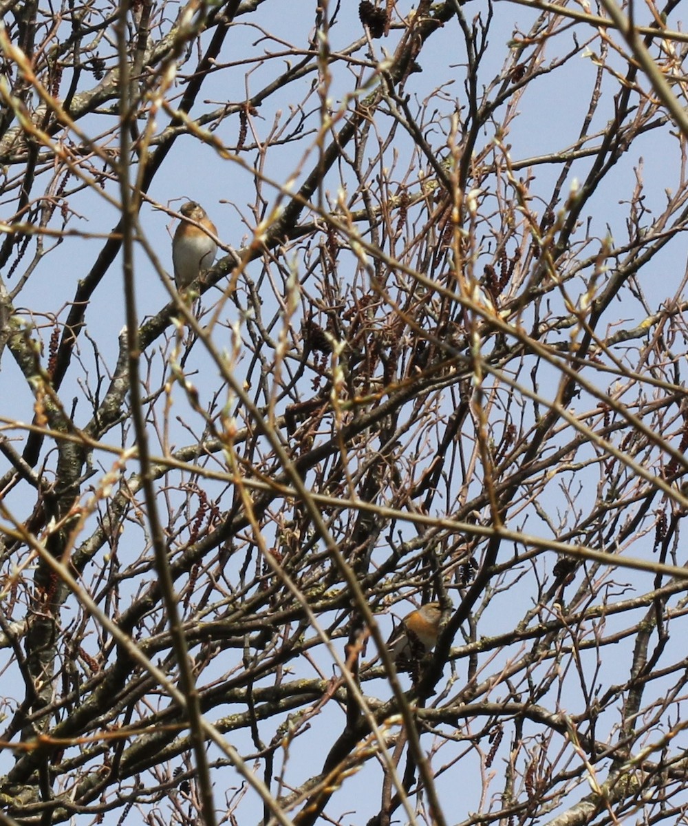Brambling - ML95612331