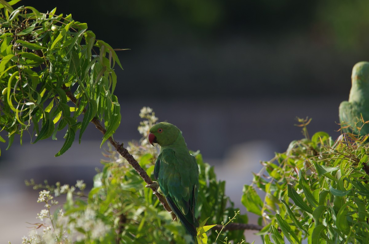 Rose-ringed Parakeet - John Tully