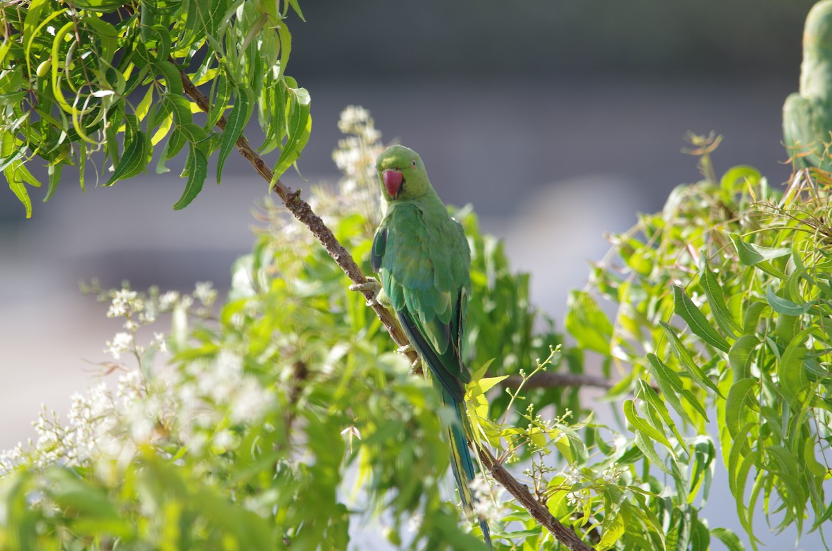 Rose-ringed Parakeet - ML95612391