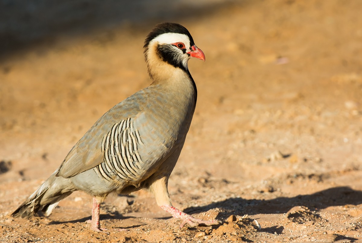 Arabian Partridge - Riaan Marais