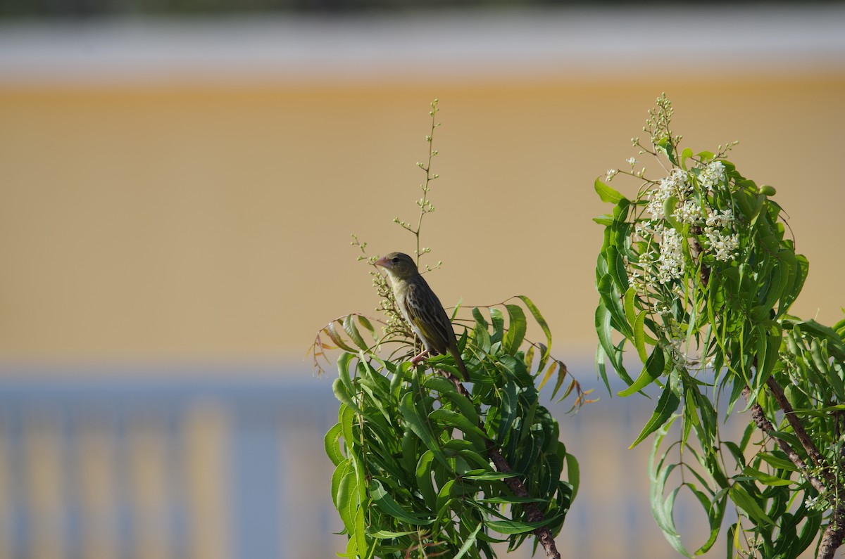 Rüppell's Weaver - ML95614021