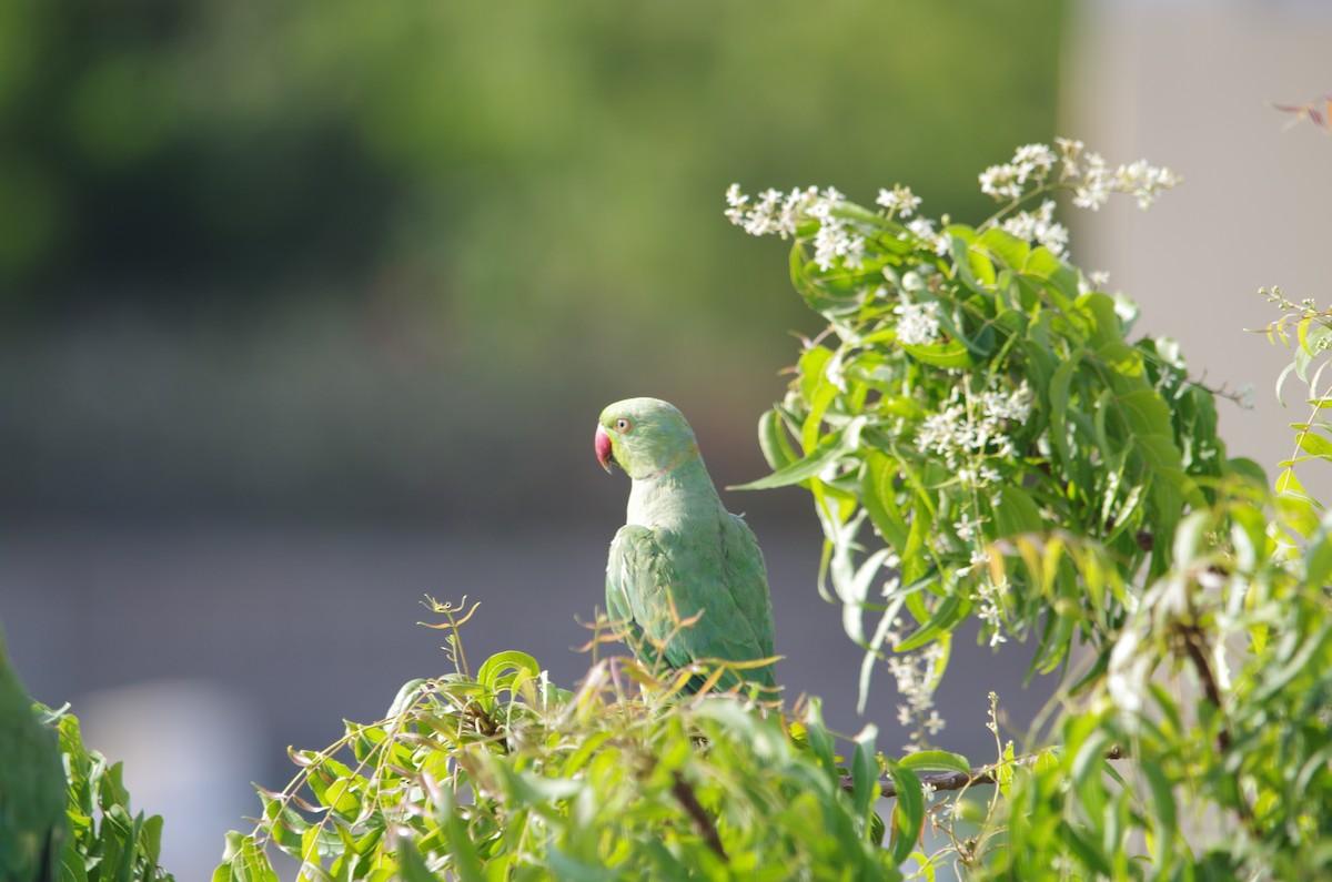 Rose-ringed Parakeet - ML95614341