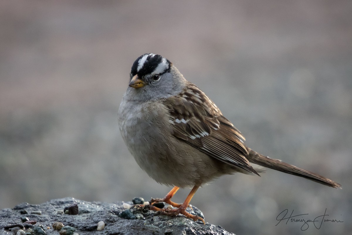 White-crowned Sparrow - ML95614541