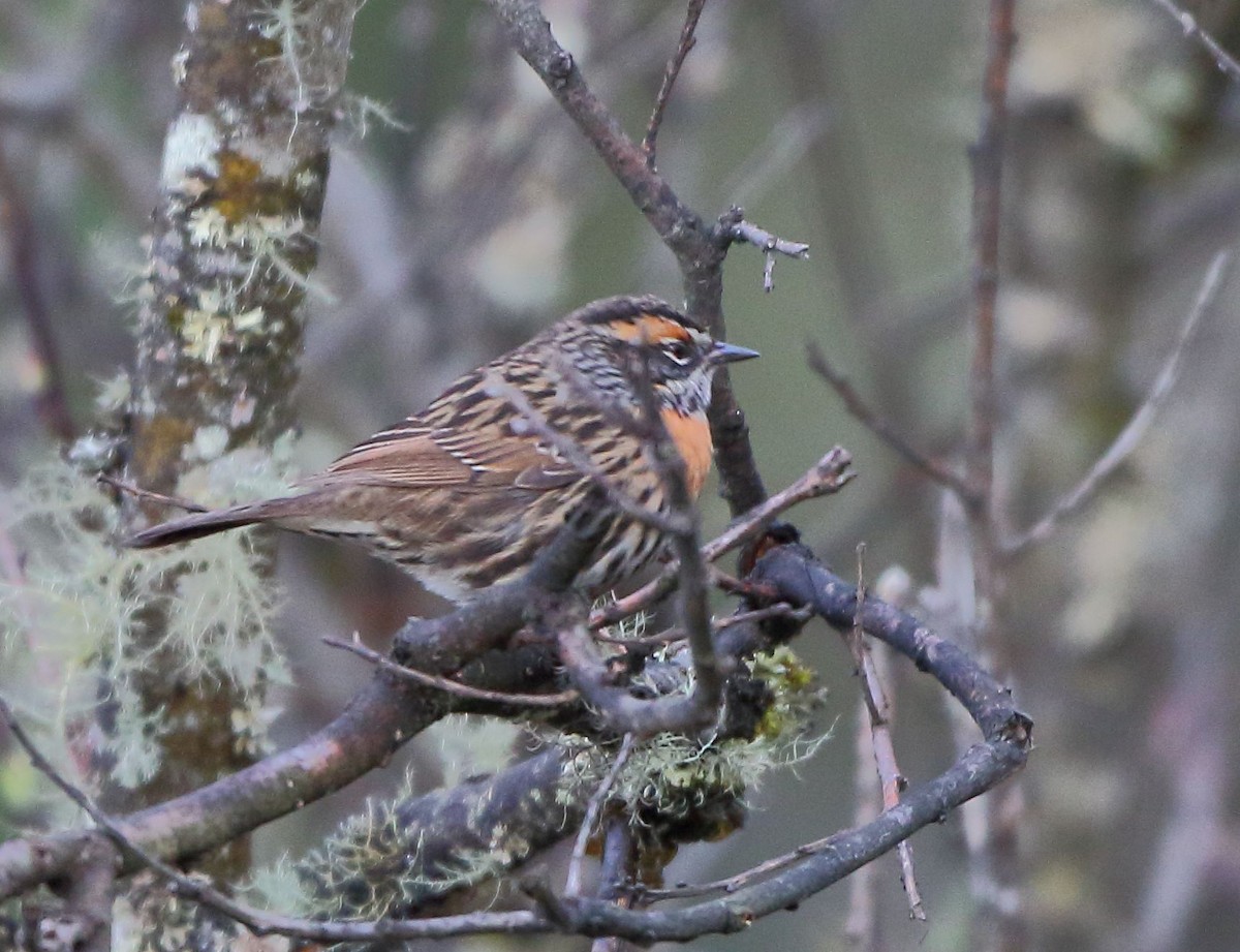 Rufous-breasted Accentor - ML95615641