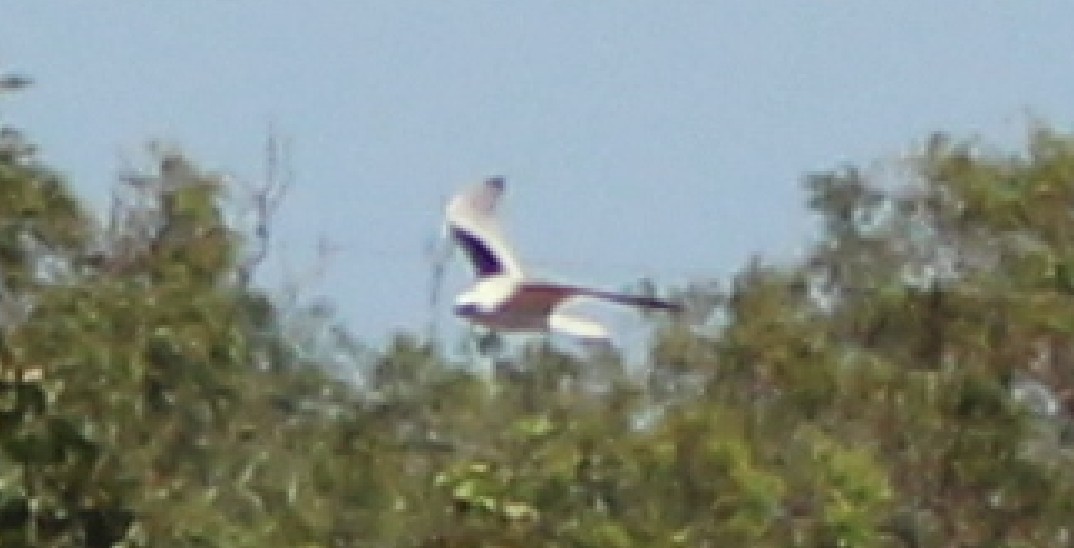 Black-shouldered Kite - ML95616261