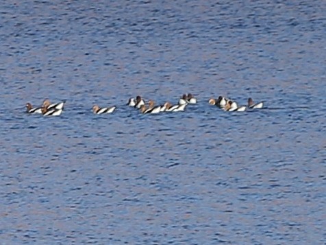 Avocette d'Amérique - ML95617891