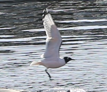 Mouette de Franklin - ML95617901