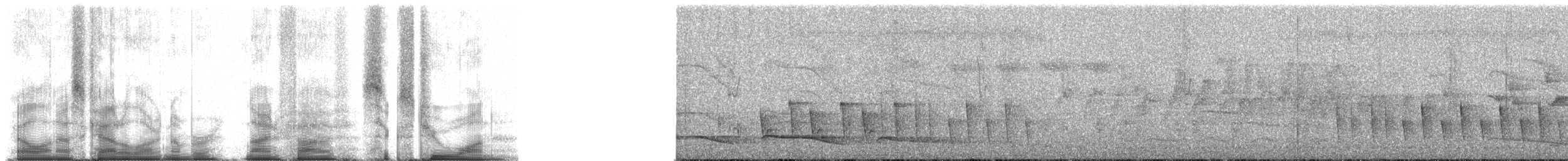 チェバートオオハシモズ（chabert） - ML95621