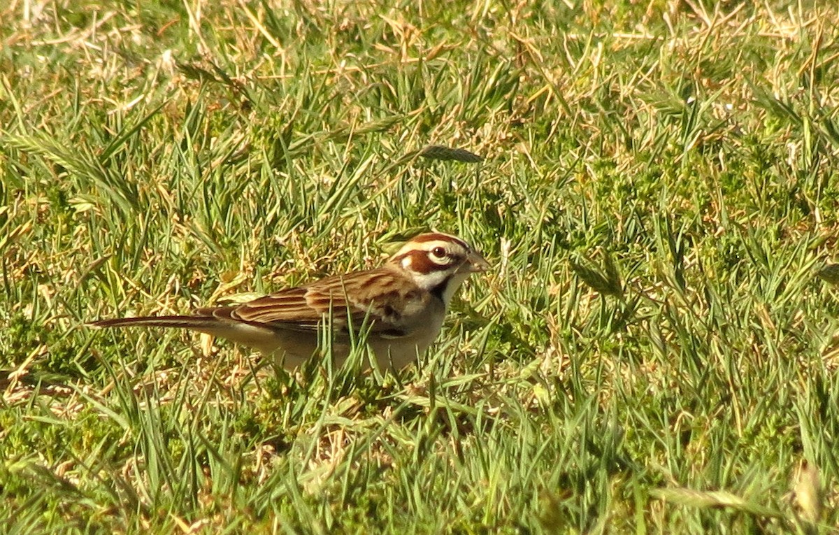 Lark Sparrow - Peter Blancher