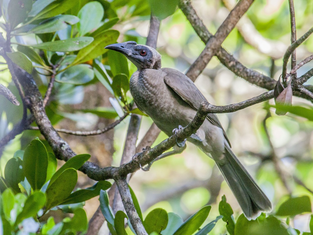 Helmeted Friarbird - ML95621931