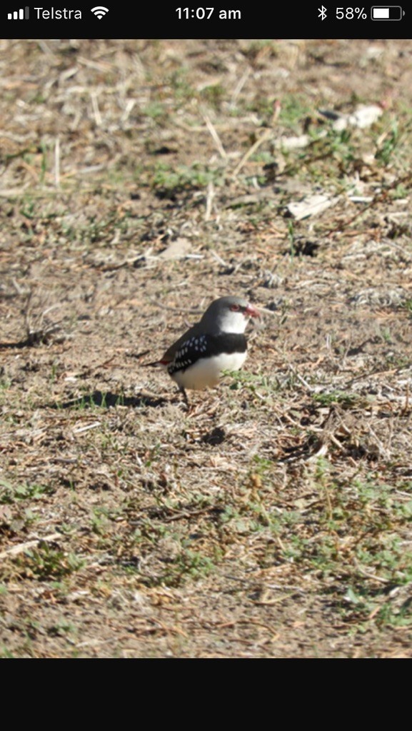 Diamond Firetail - lynne cannard