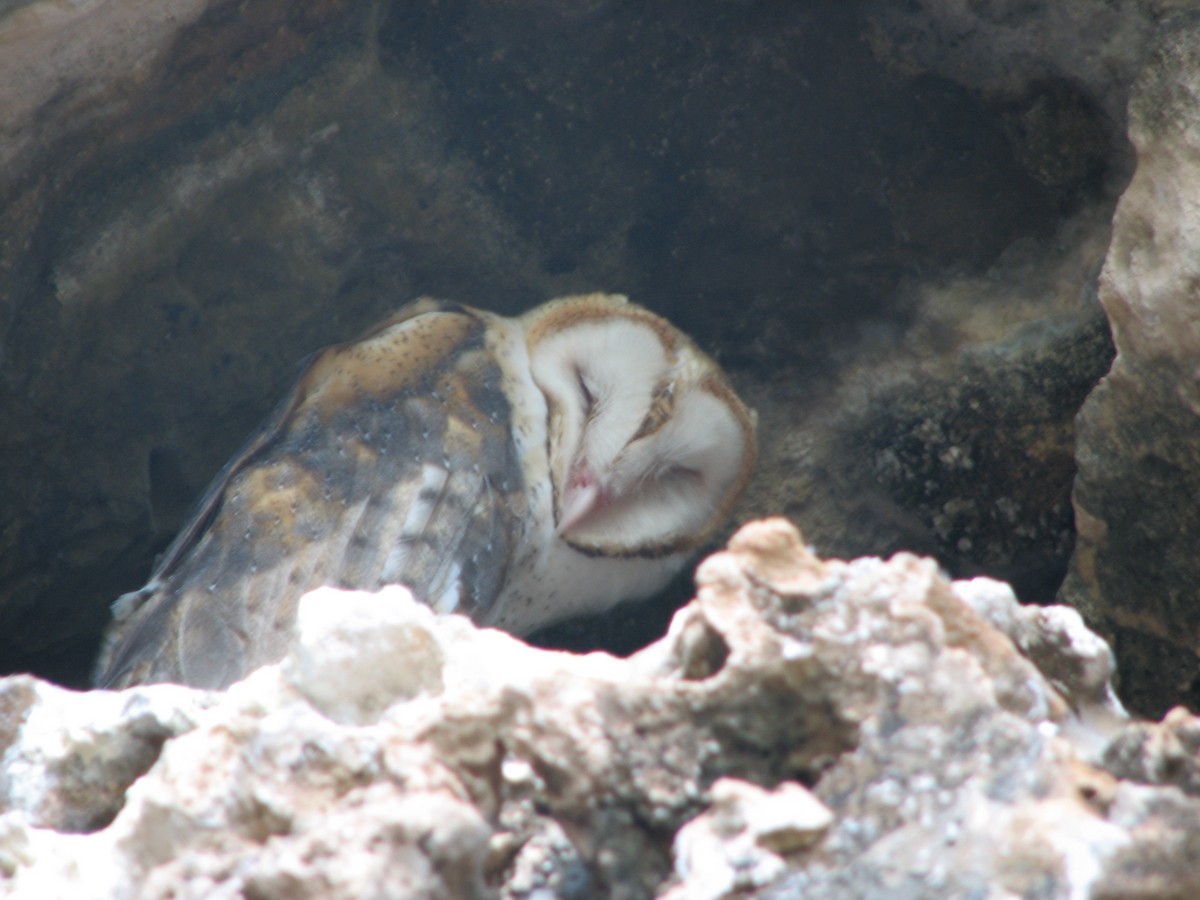 American Barn Owl - Judith Huf