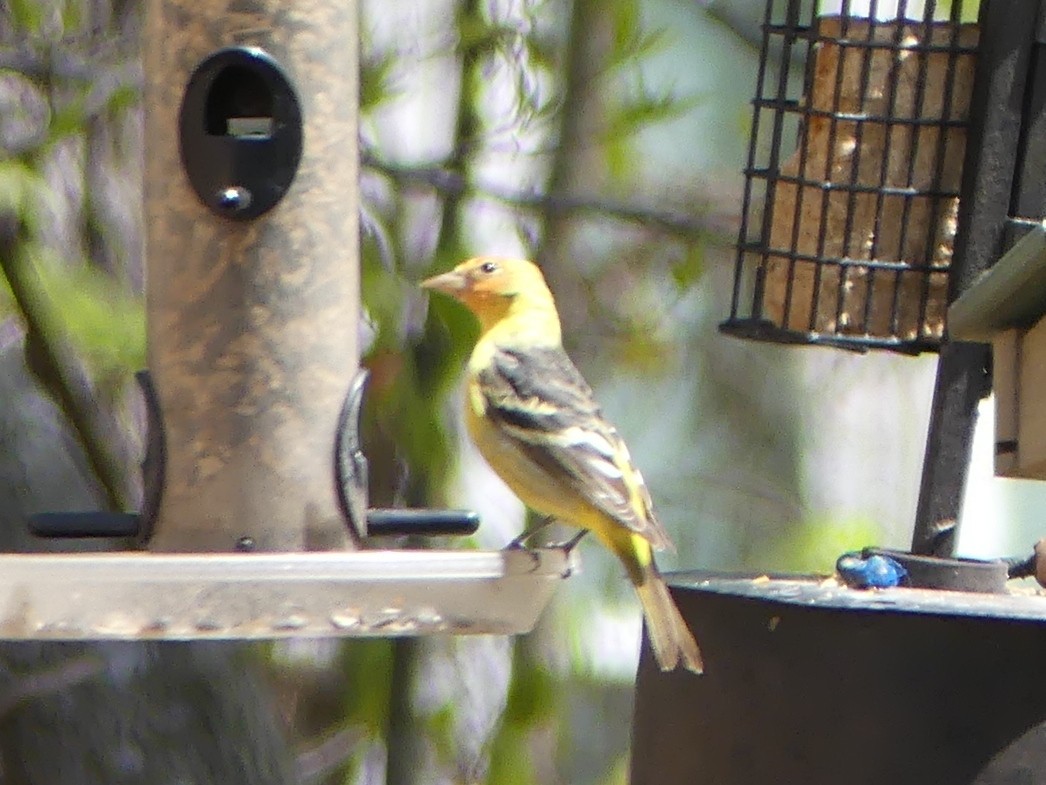 Western Tanager - ML95625881