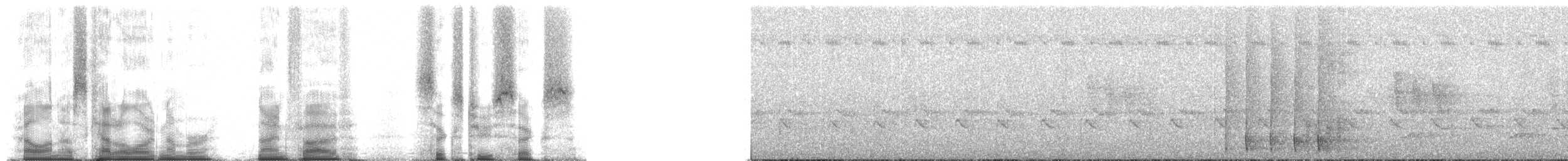 チェバートオオハシモズ（chabert） - ML95626