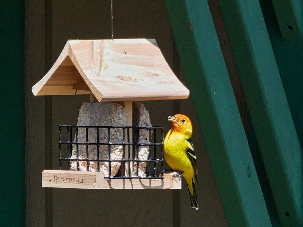 Western Tanager - Chris Pierce