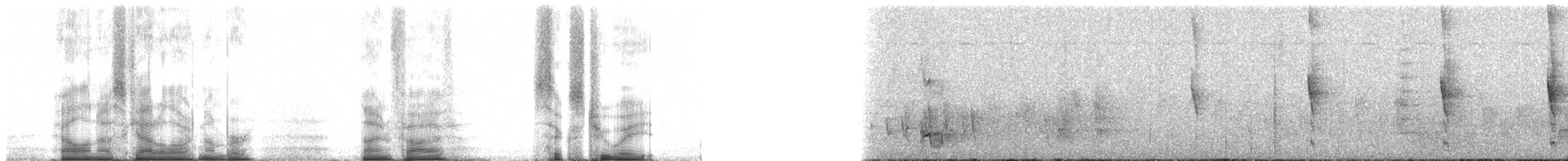 チェバートオオハシモズ（chabert） - ML95628