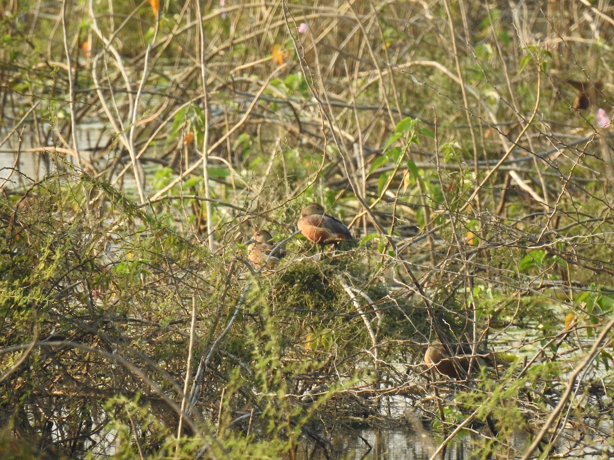 Lesser Whistling-Duck - ML95628361