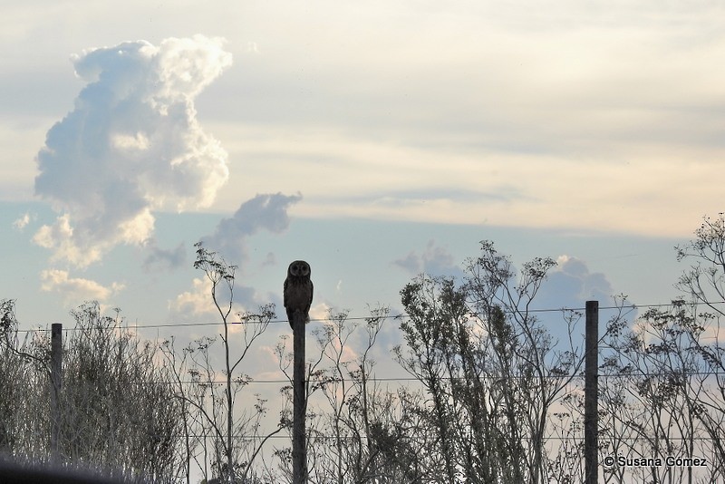 Short-eared Owl - ML95628971