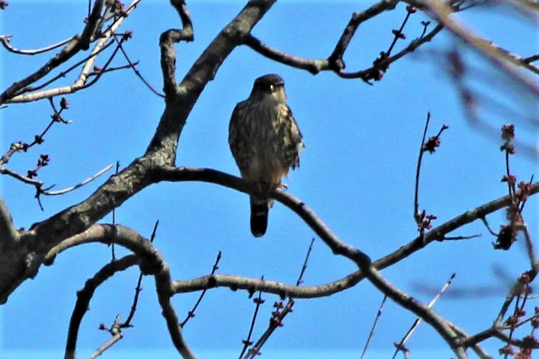 Хайргууна шонхор - ML95629501