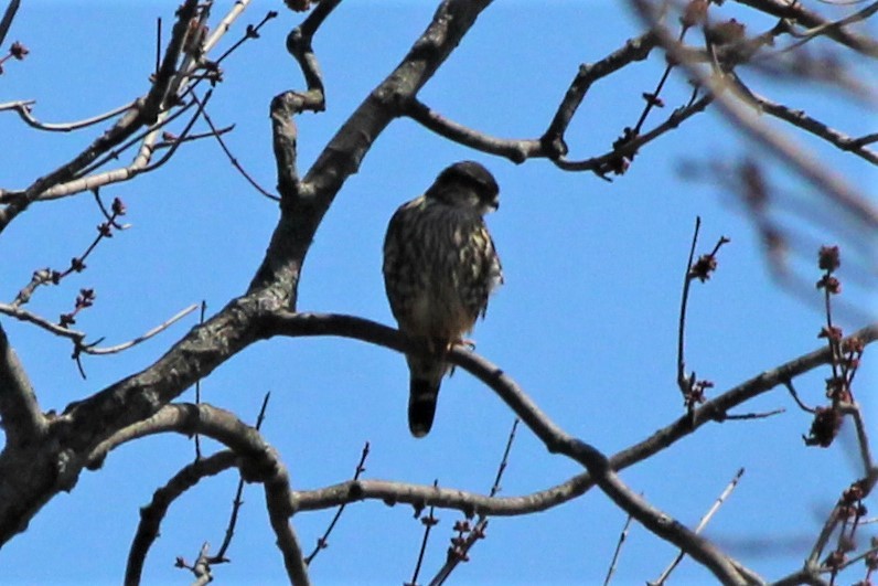 Хайргууна шонхор - ML95629581