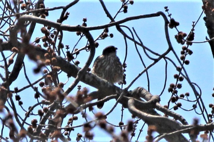 Хайргууна шонхор - ML95630441