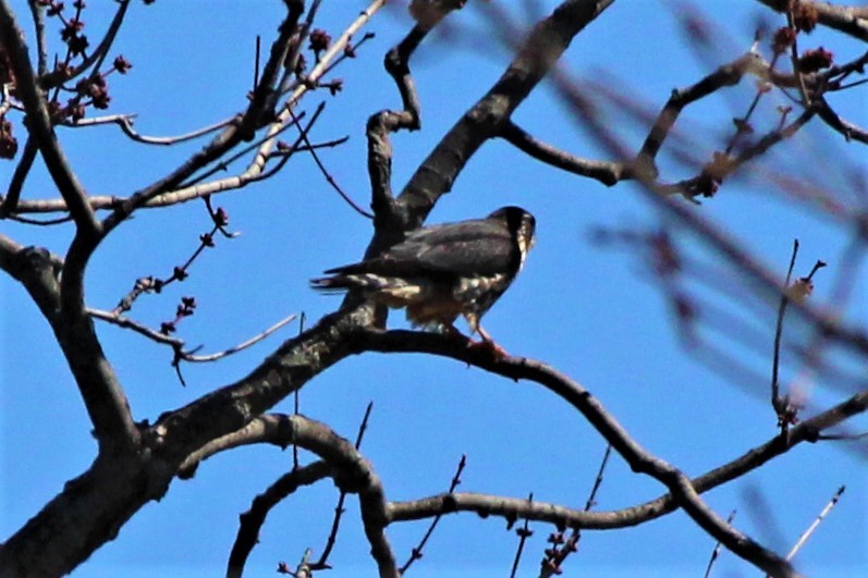 Хайргууна шонхор - ML95630451