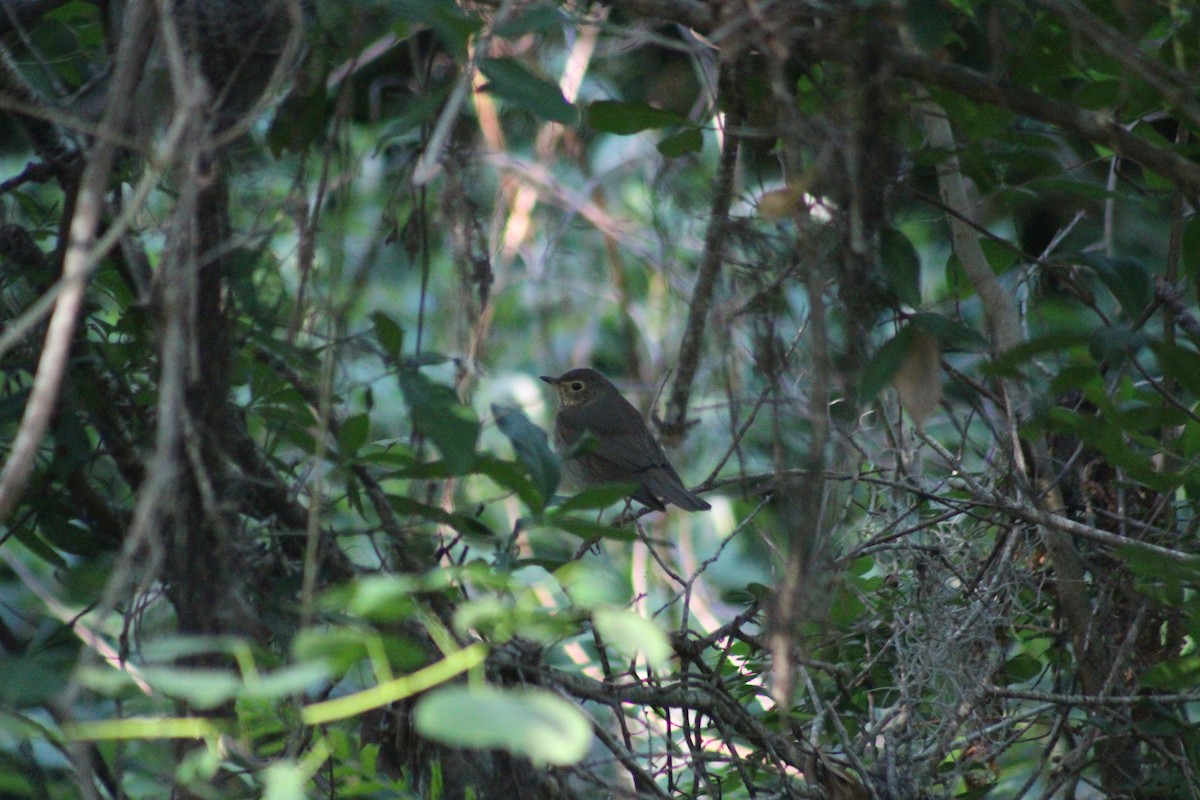 Swainson's Thrush - ML95630731