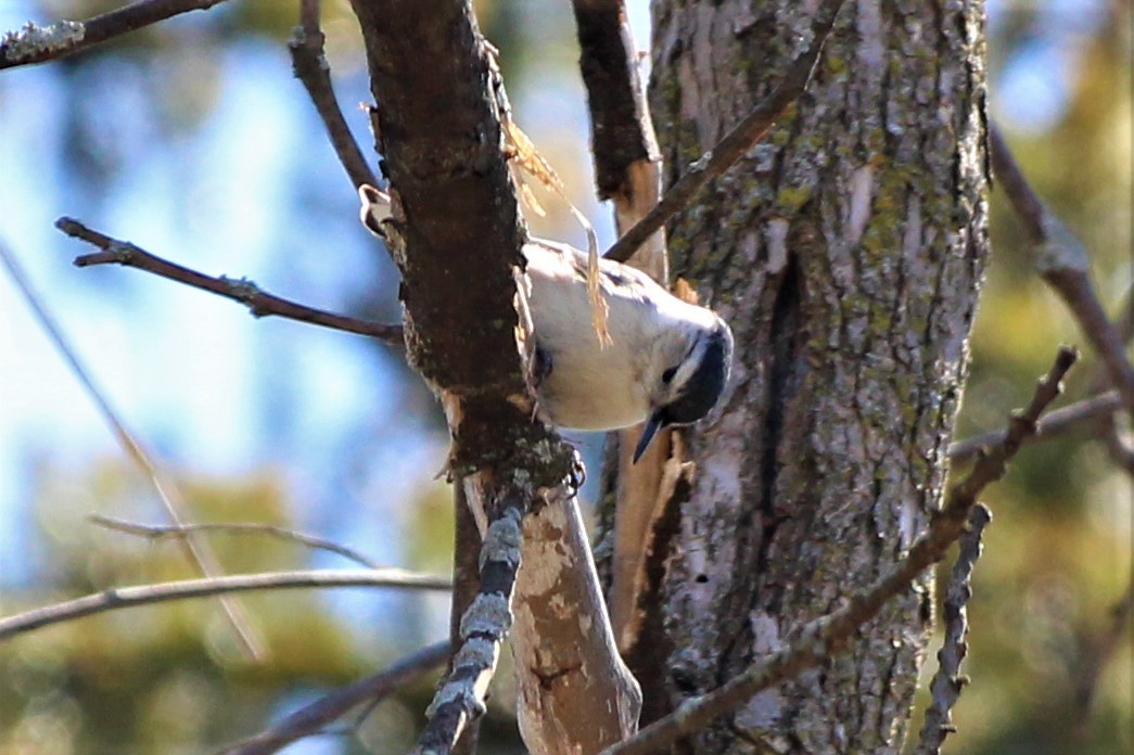 White-breasted Nuthatch - ML95631091