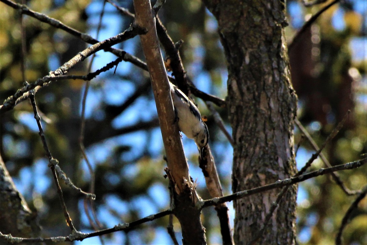 White-breasted Nuthatch - ML95631131