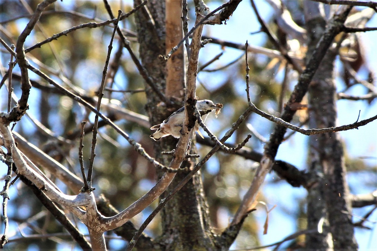 White-breasted Nuthatch - ML95631141