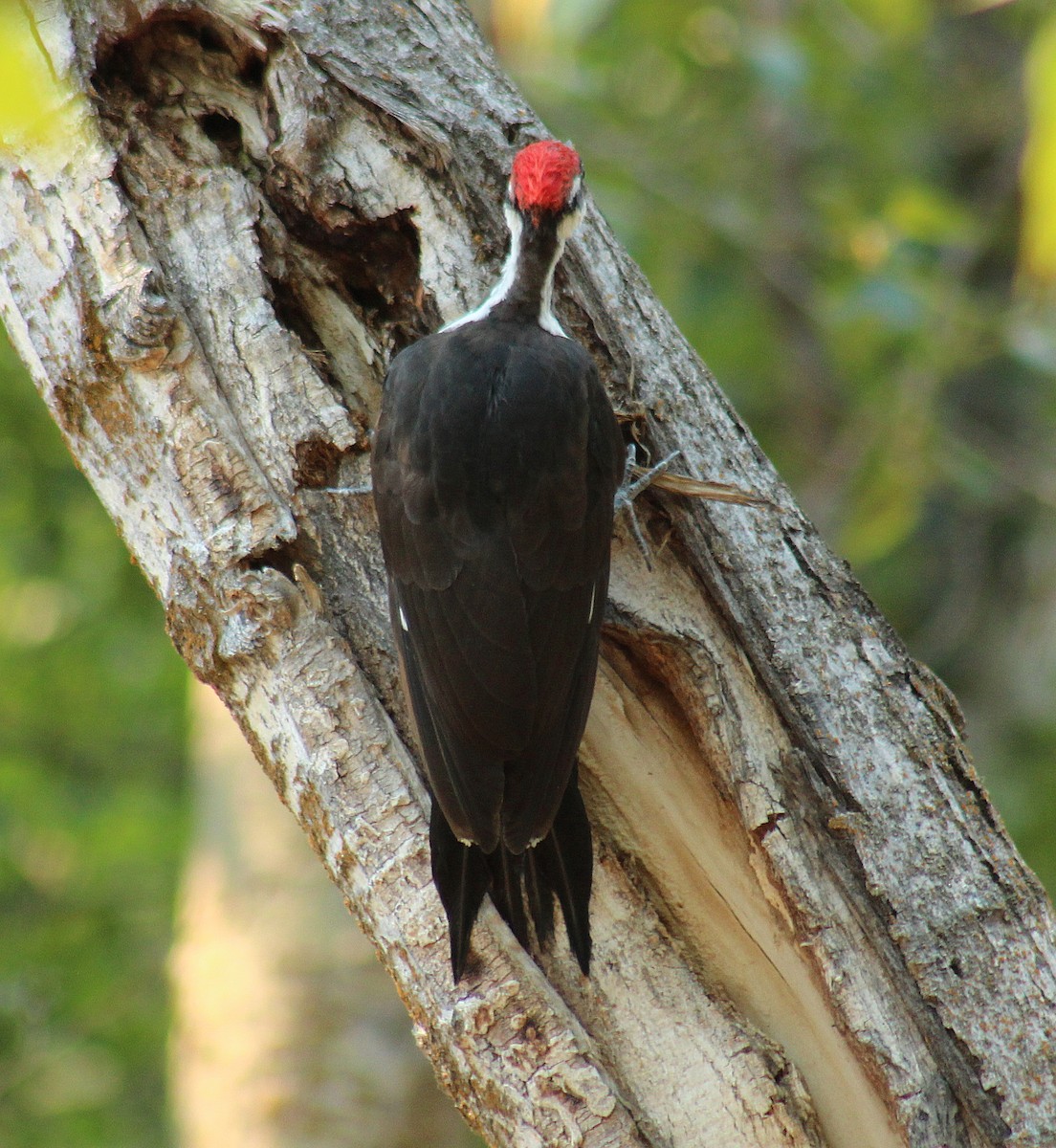 Pileated Woodpecker - ML95631361