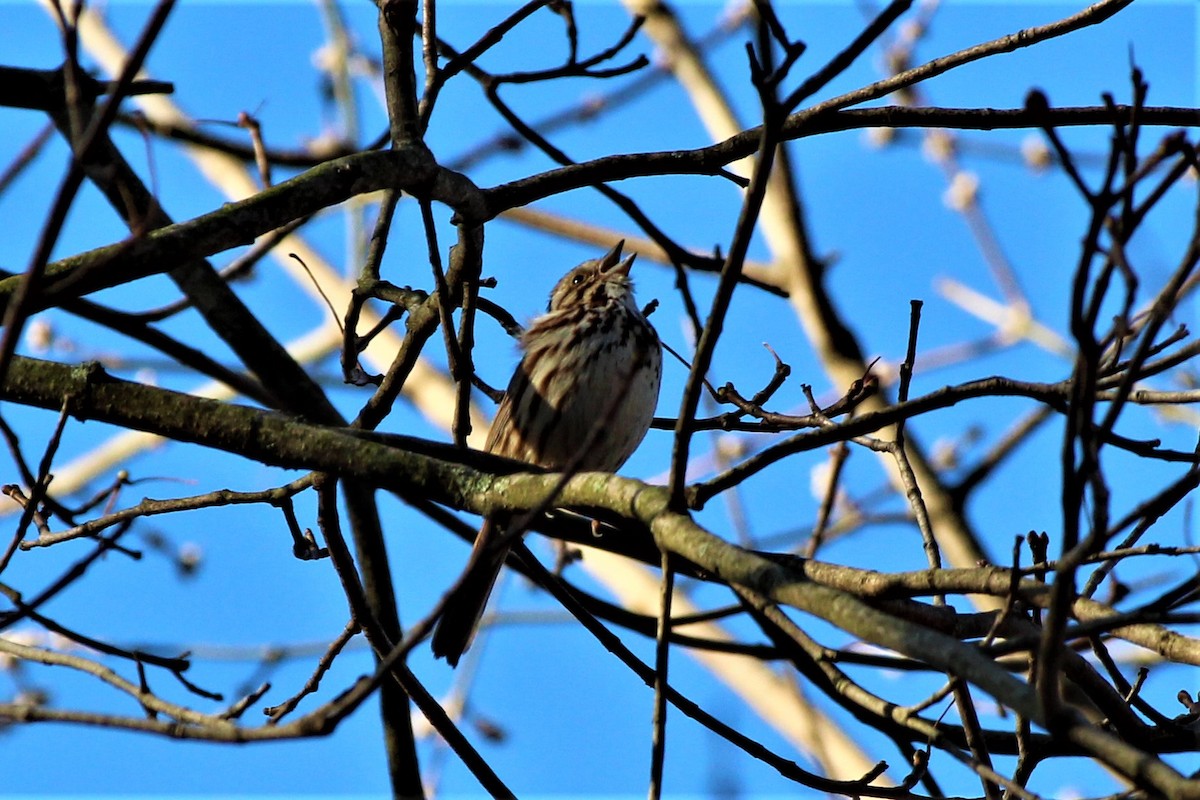 Song Sparrow - ML95632181