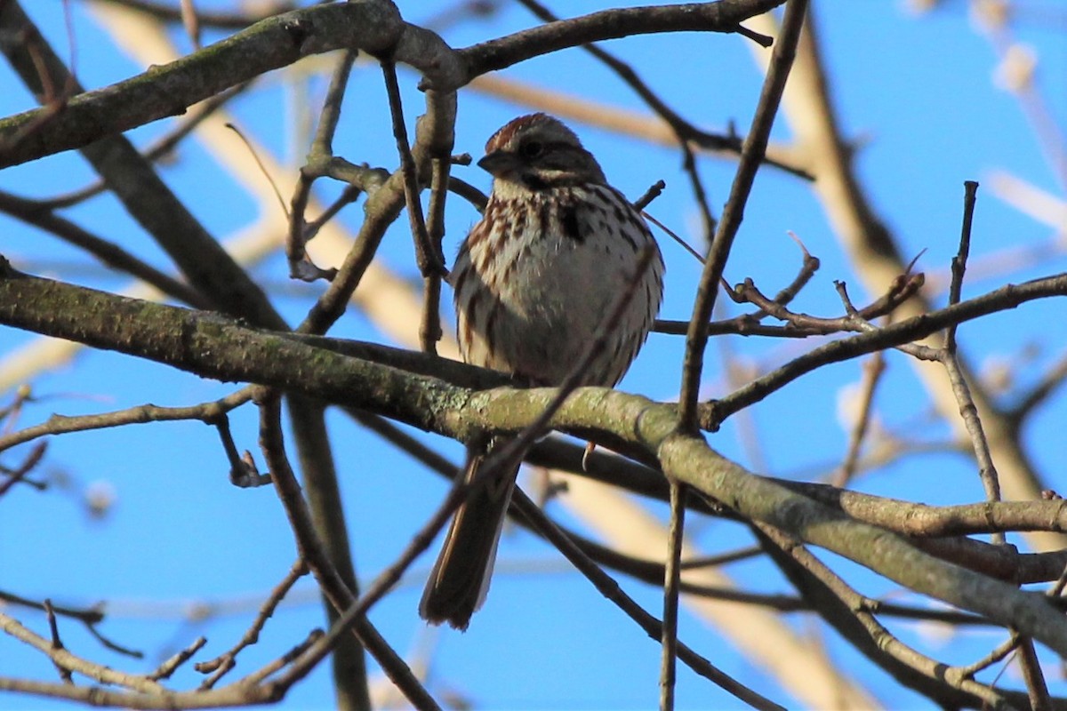 Song Sparrow - ML95632191